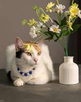 Ласковая и нежная кошечка Снежинка ищет дом