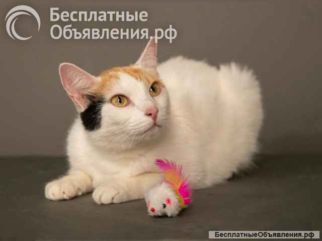 Ласковая и нежная кошечка Снежинка ищет дом