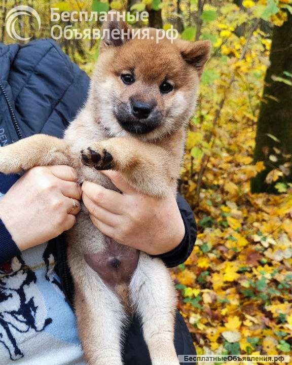 Сиба ину породистый щенок