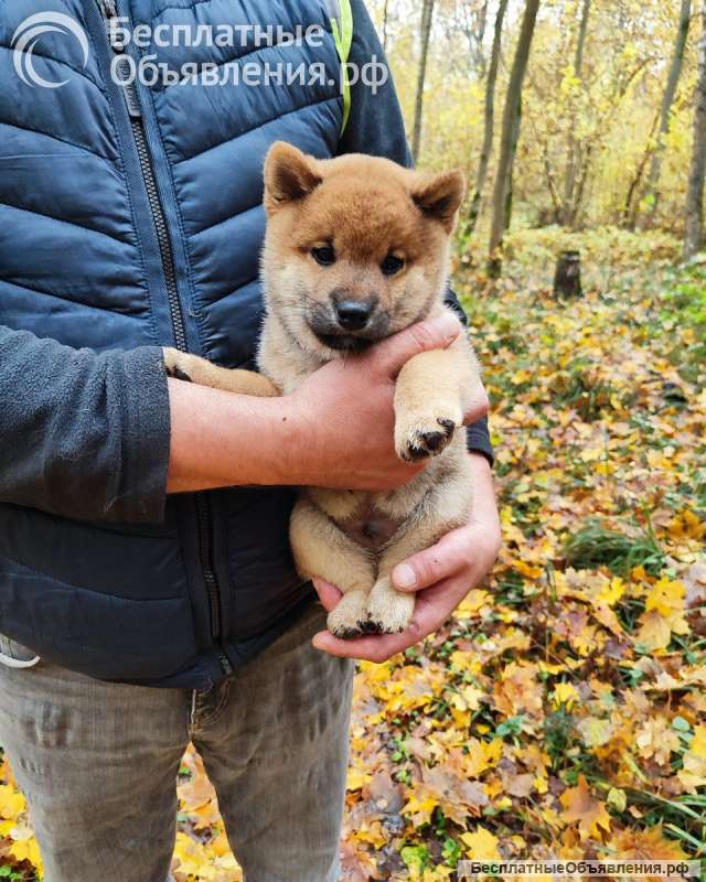 Сиба ину породистый щенок