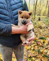 Сиба ину породистый щенок