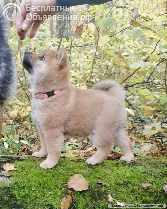 Сиба ину породистый щенок