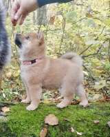 Сиба ину породистый щенок