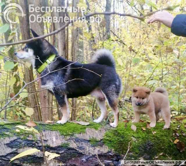 Сиба ину породистый щенок