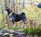 Сиба ину породистый щенок