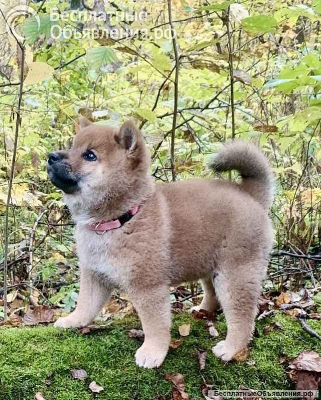 Сиба ину породистый щенок