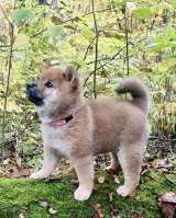 Сиба ину породистый щенок