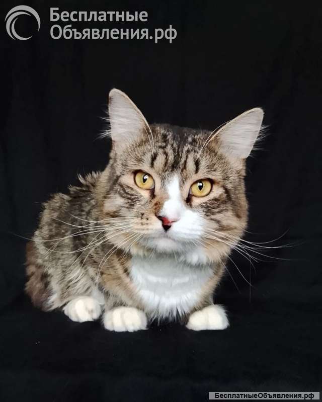 Котик Рафаэль ищет дом