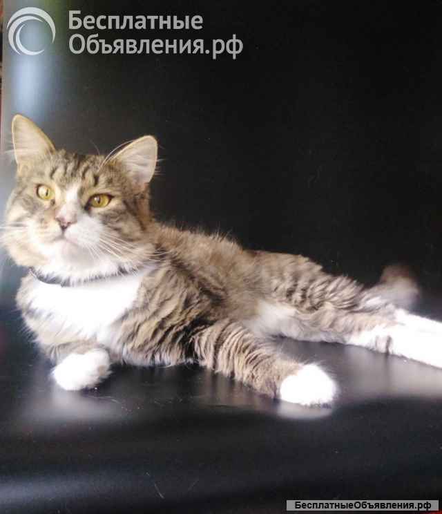 Котик Рафаэль ищет дом