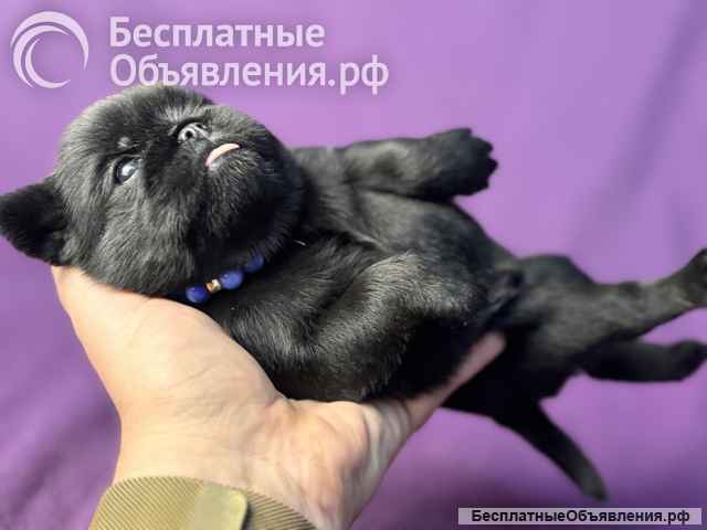 Гриффоны черные бельгийцы, РКФ. Октябрь 2025