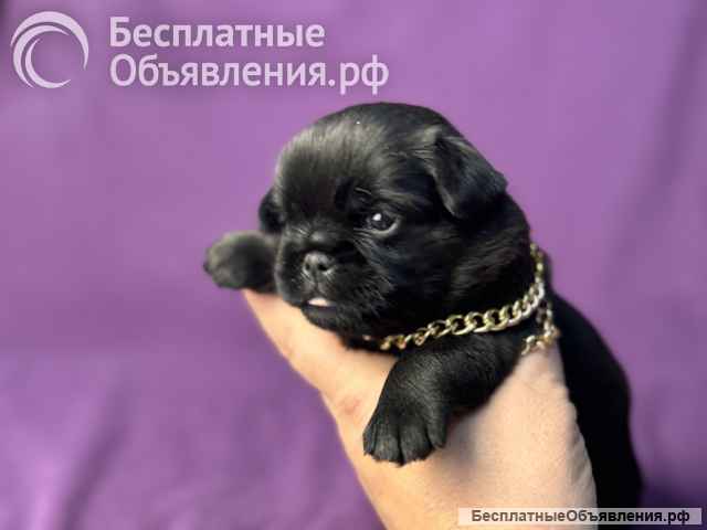 Гриффоны черные бельгийцы, РКФ. Октябрь 2025