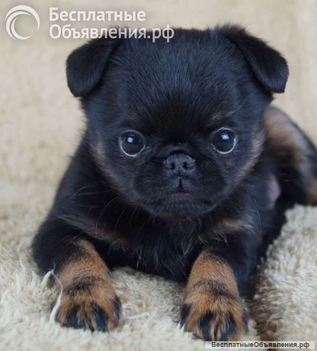 Щенки брабансона и гриффона