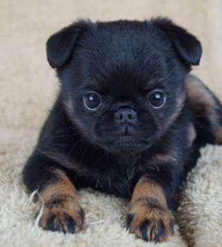 Щенки брабансона и гриффона