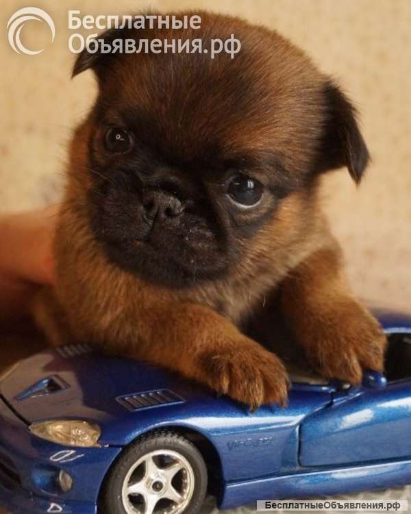 Щенки брабансона и гриффона