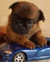 Щенки брабансона и гриффона