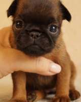 Щенки брабансона и гриффона