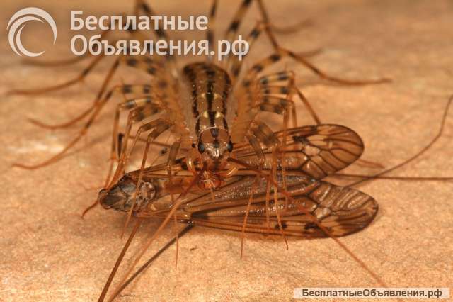 Мухоловки безопасно избавят вас от тараканов навсегда