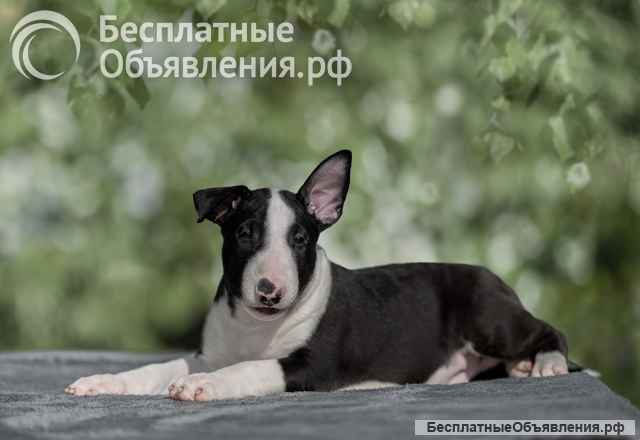 Бультерьер стандартный (щенки)