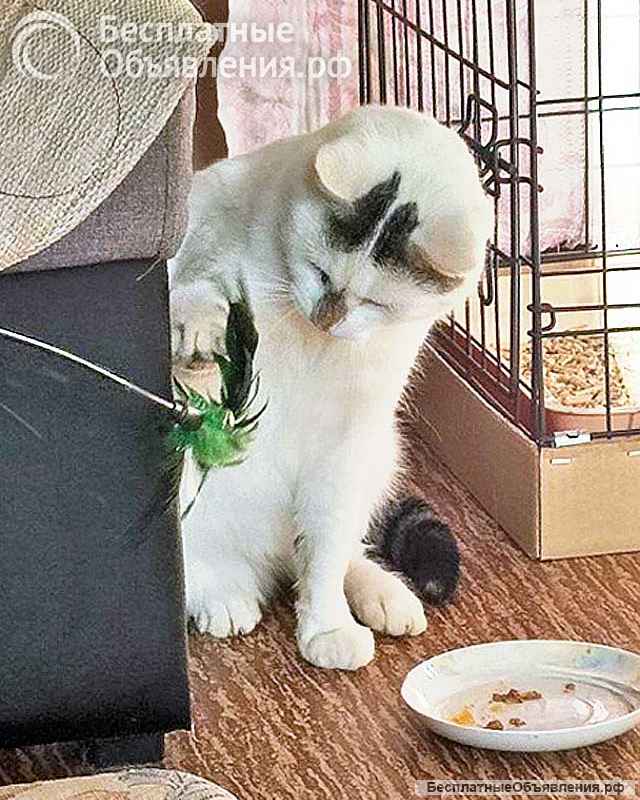 Капелька, молодой роскошный котик ищет дом