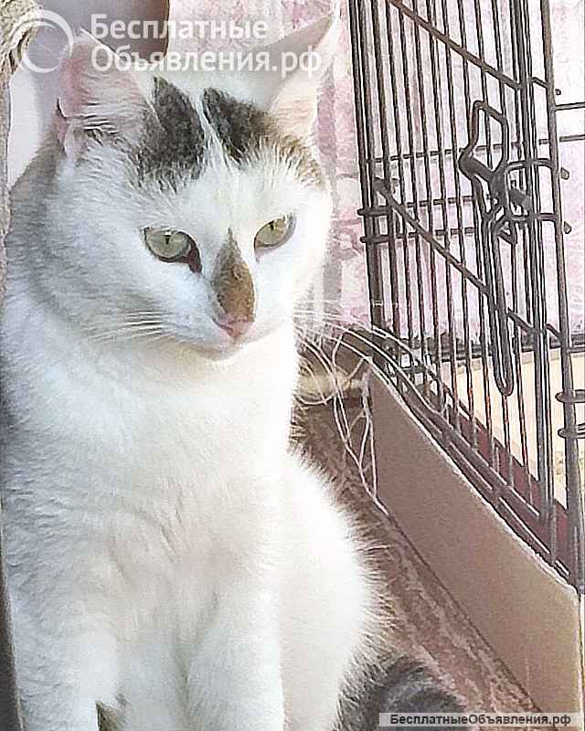 Капелька, молодой роскошный котик ищет дом