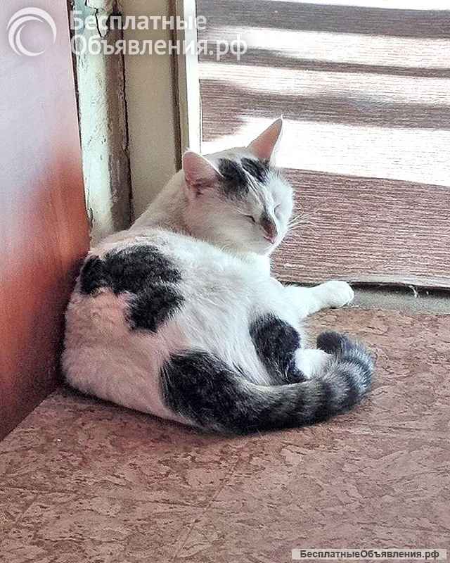 Капелька, молодой роскошный котик ищет дом