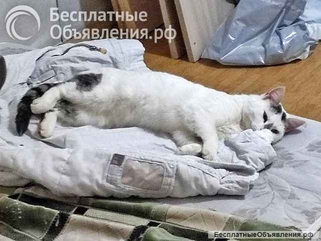 Капелька, молодой роскошный котик ищет дом