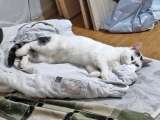Капелька, молодой роскошный котик ищет дом