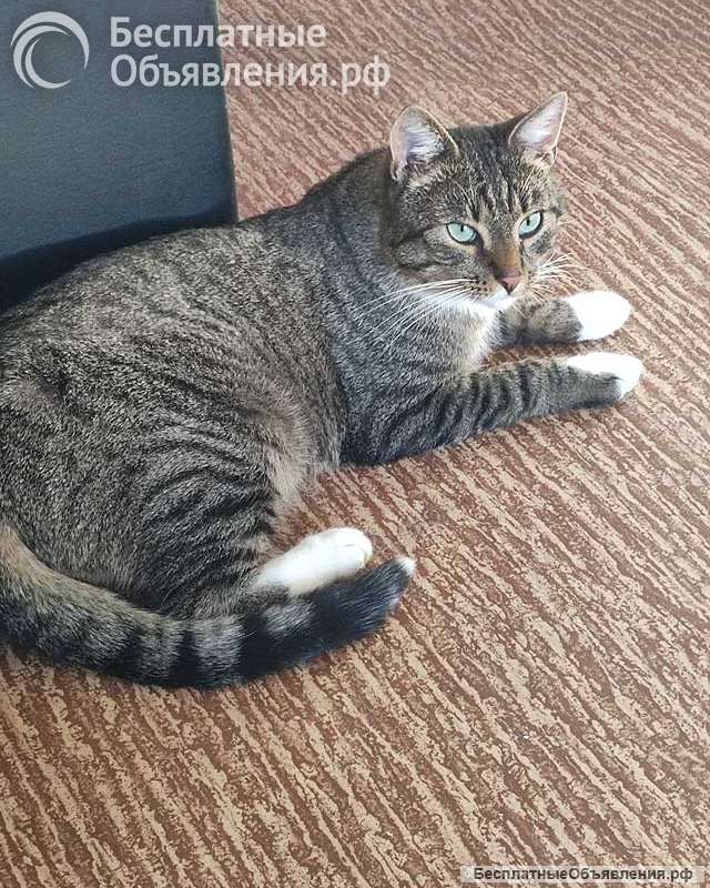 Кот Художник ищет дом и вдохновение