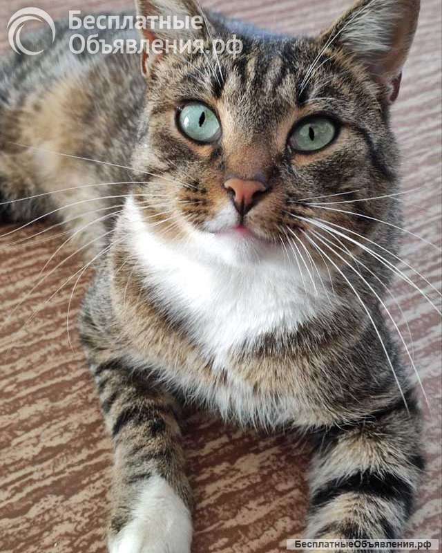 Кот Художник ищет дом и вдохновение