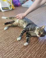 Кот Художник ищет дом и вдохновение