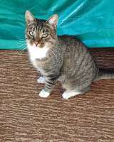 Кот Художник ищет дом и вдохновение