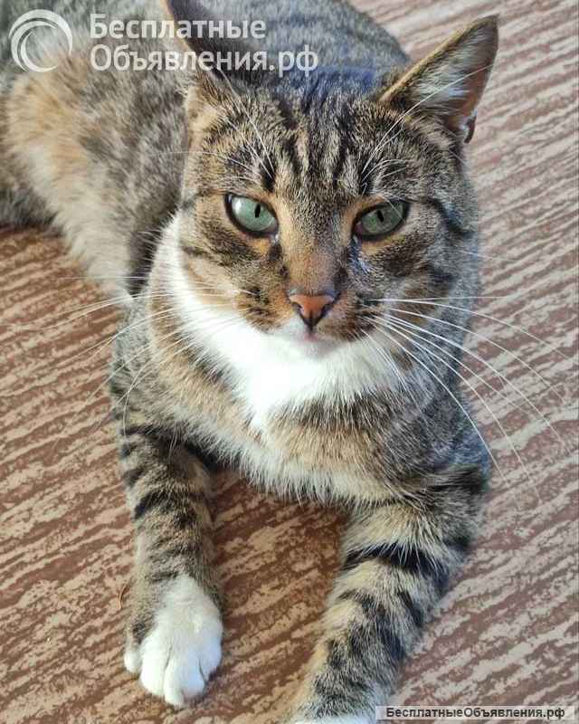 Кот Художник ищет дом и вдохновение