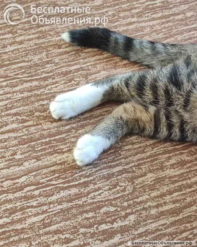 Кот Художник ищет дом и вдохновение