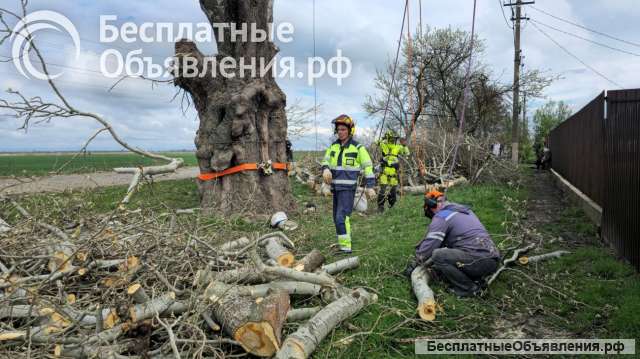 Спил деревьев в Краснодаре