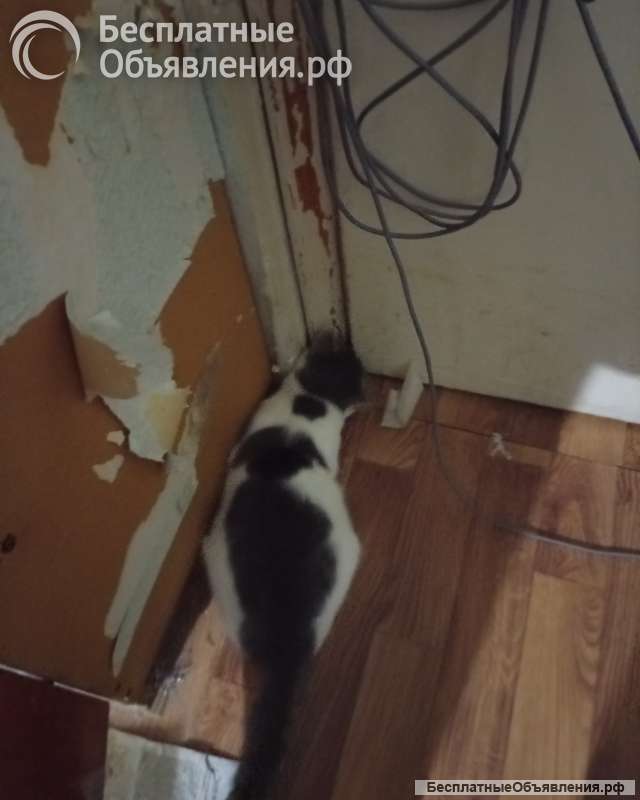 Котёнок и кошка