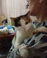 Котёнок и кошка