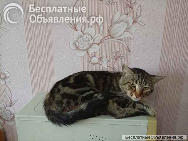 Котёнок и кошка