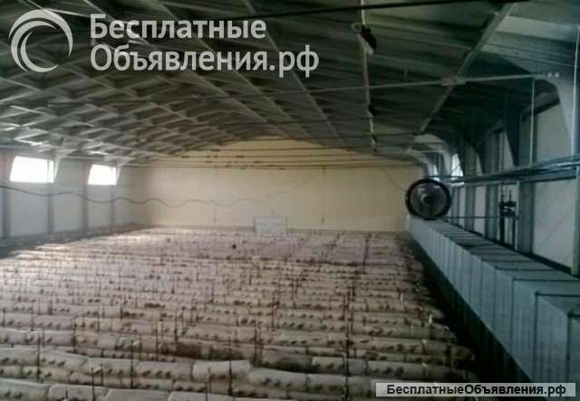 Парогенераторы для грибов