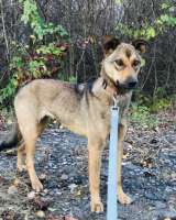 Скромная Дина