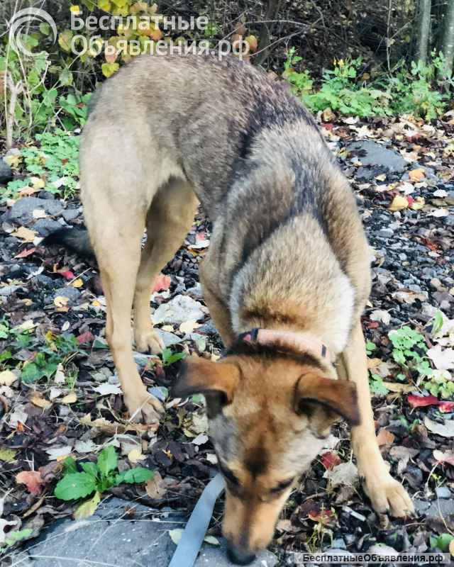 Скромная Дина