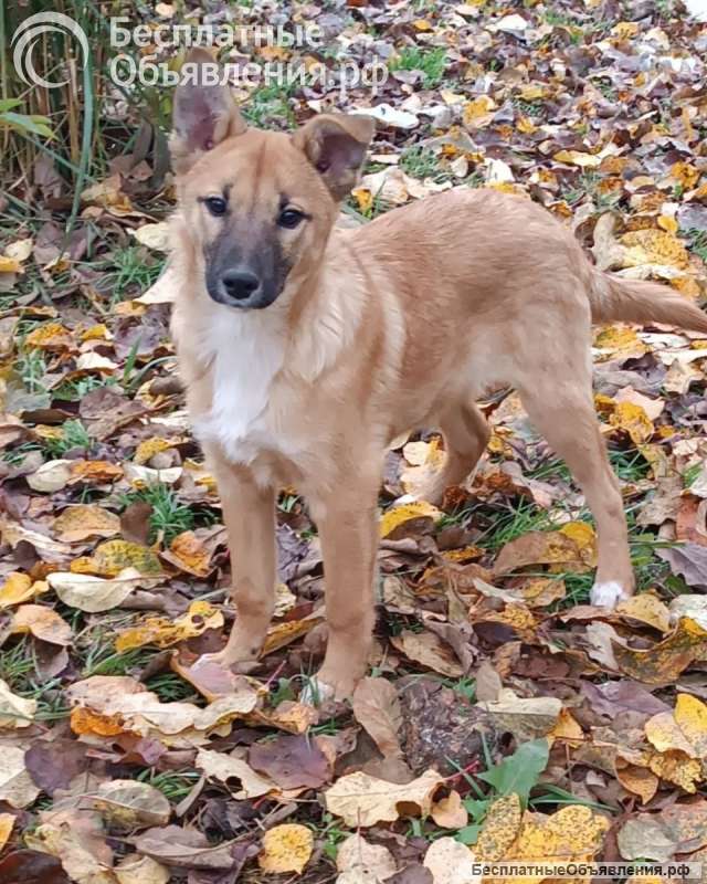 Срочно нужен дом щенку