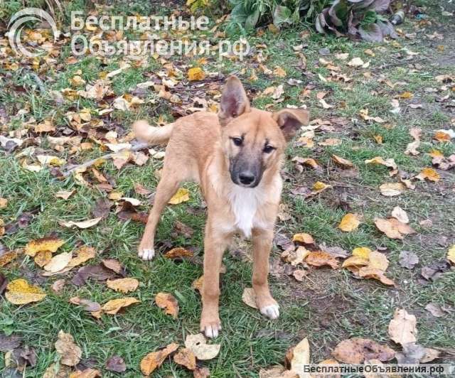 Срочно нужен дом щенку