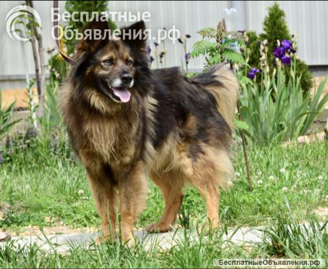 Шикарный Вольф