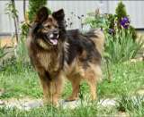 Шикарный Вольф