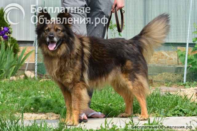 Шикарный Вольф