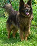 Шикарный Вольф