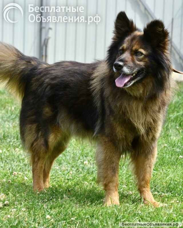 Шикарный Вольф