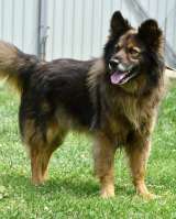 Шикарный Вольф