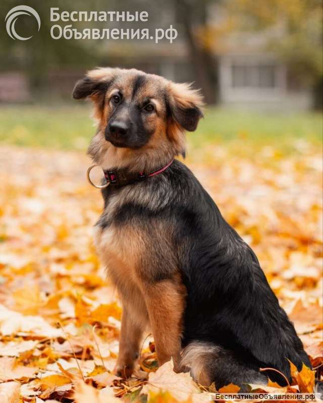 Соня в поисках семьи
