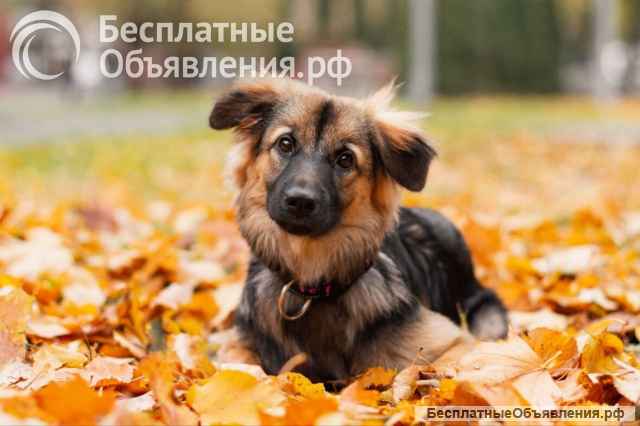 Соня в поисках семьи